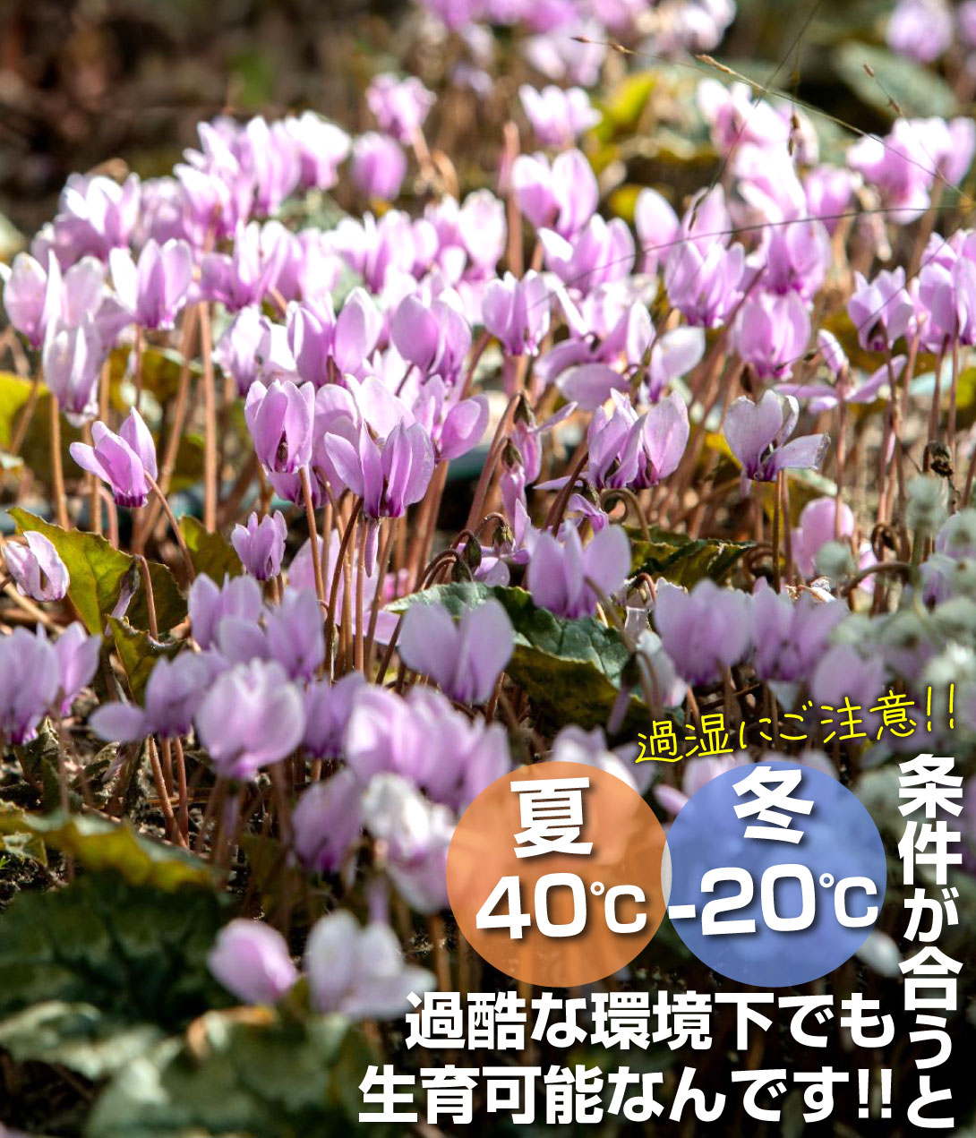 花苗 シクラメン アヴァロンピンク