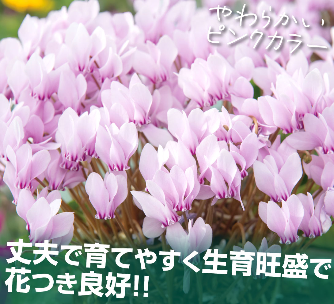 花苗 シクラメン アヴァロンピンク