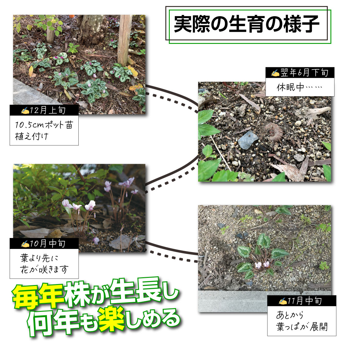 花苗 シクラメン アヴァロンピンク
