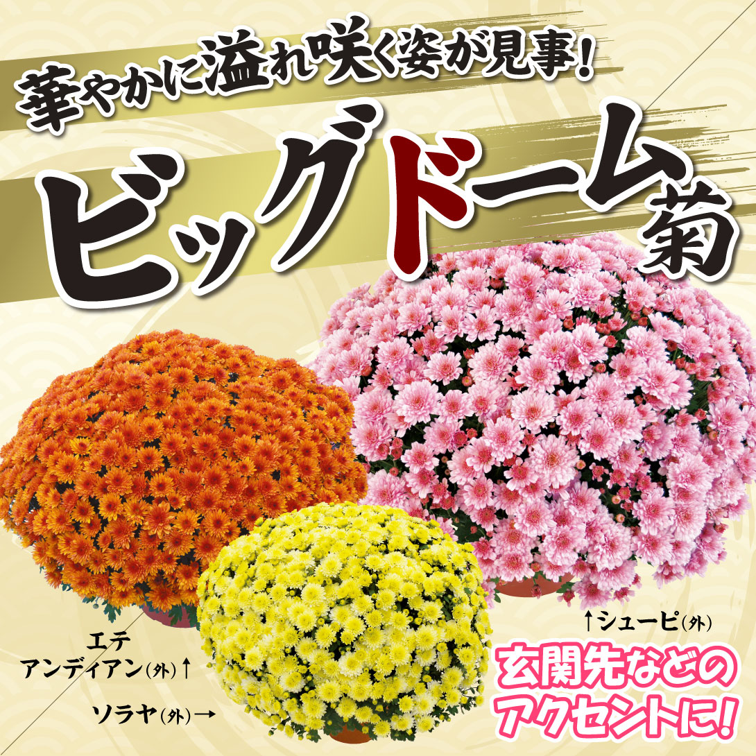 菊苗 ビッグドーム菊Ｂセット