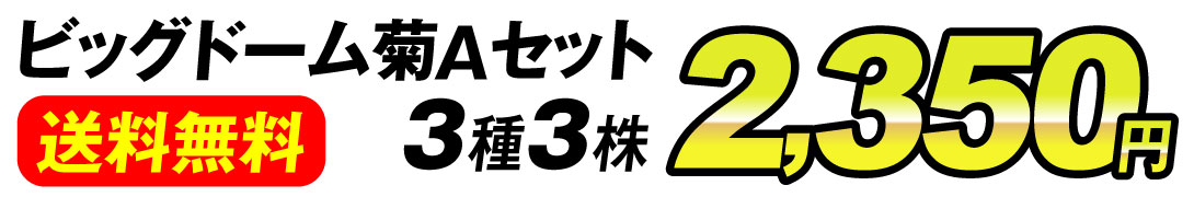 菊苗 ビッグドーム菊Ｂセット