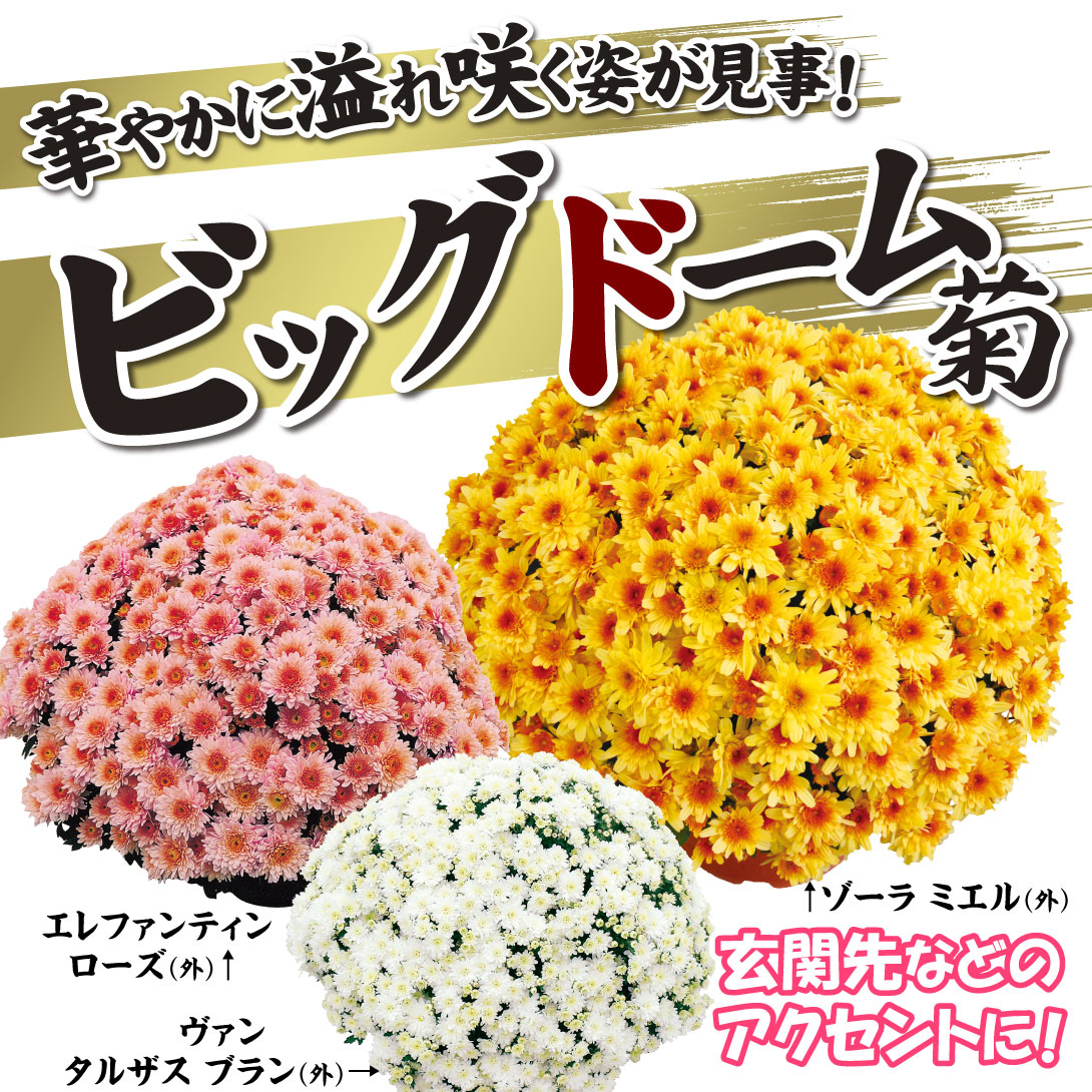 菊苗 ビッグドーム菊Ｂセット