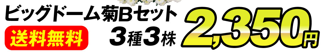 菊苗 ビッグドーム菊Ｂセット