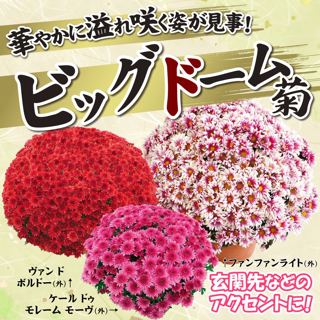 菊苗 ビッグドーム菊Ｂセット