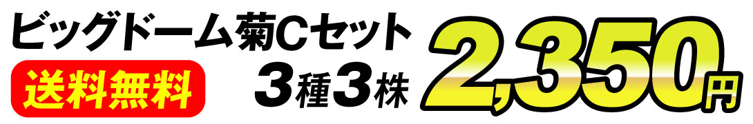 菊苗 ビッグドーム菊Ｂセット