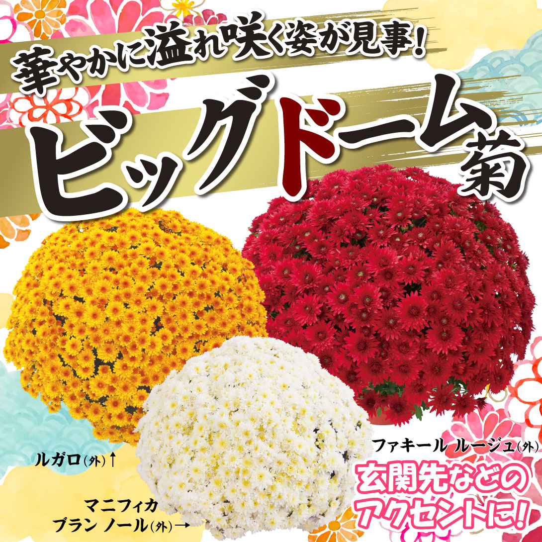 菊苗 ビッグドーム菊Ｂセット