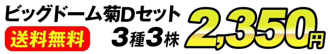 菊苗 ビッグドーム菊Ｂセット