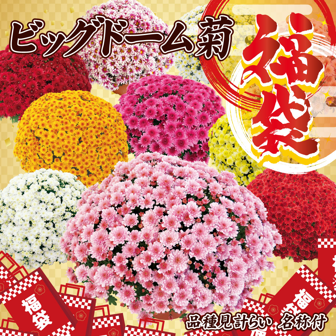 菊苗 ビッグドーム菊福袋