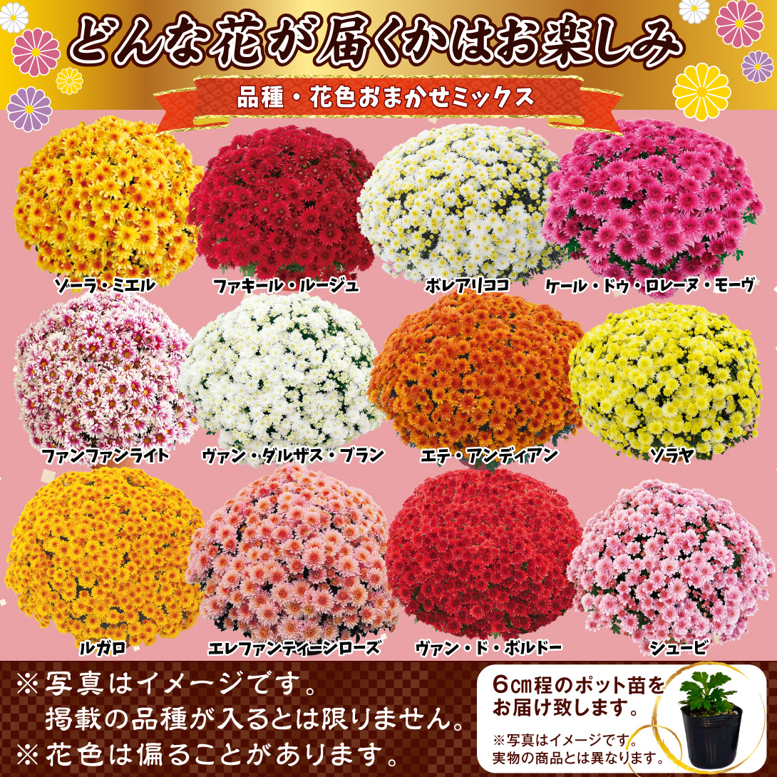 菊苗 ビッグドーム菊福袋