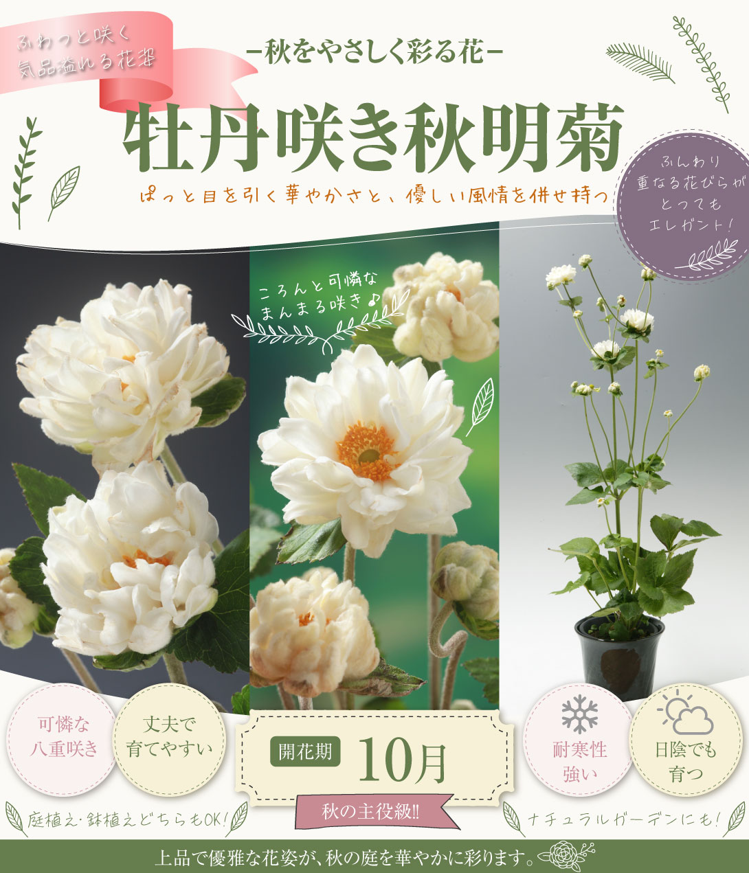 牡丹咲き秋明菊
