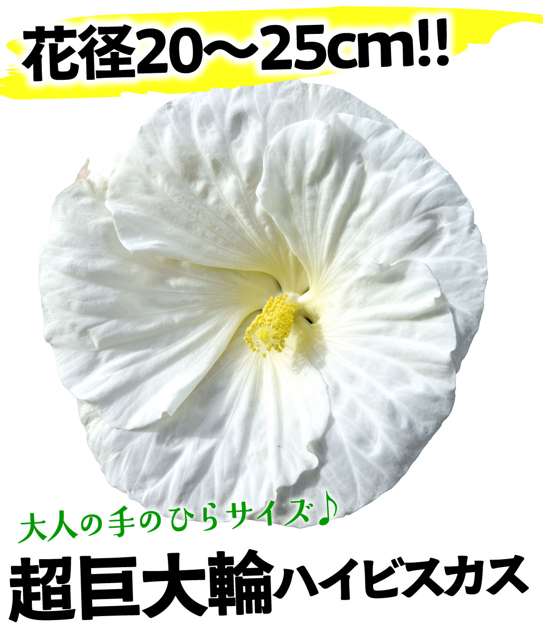 クッキーアンドクリーム
