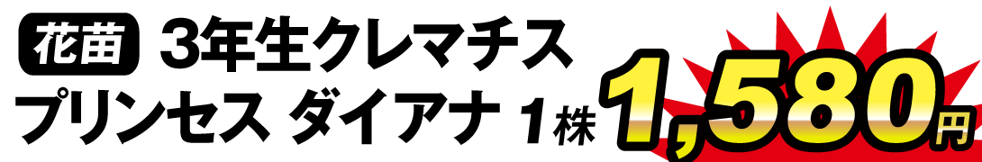 花苗 クレマチス プリンセスダイアナ