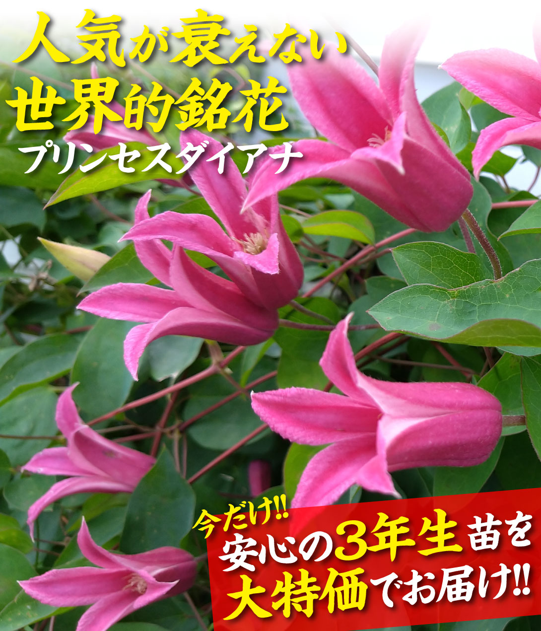 花苗 クレマチス プリンセスダイアナ