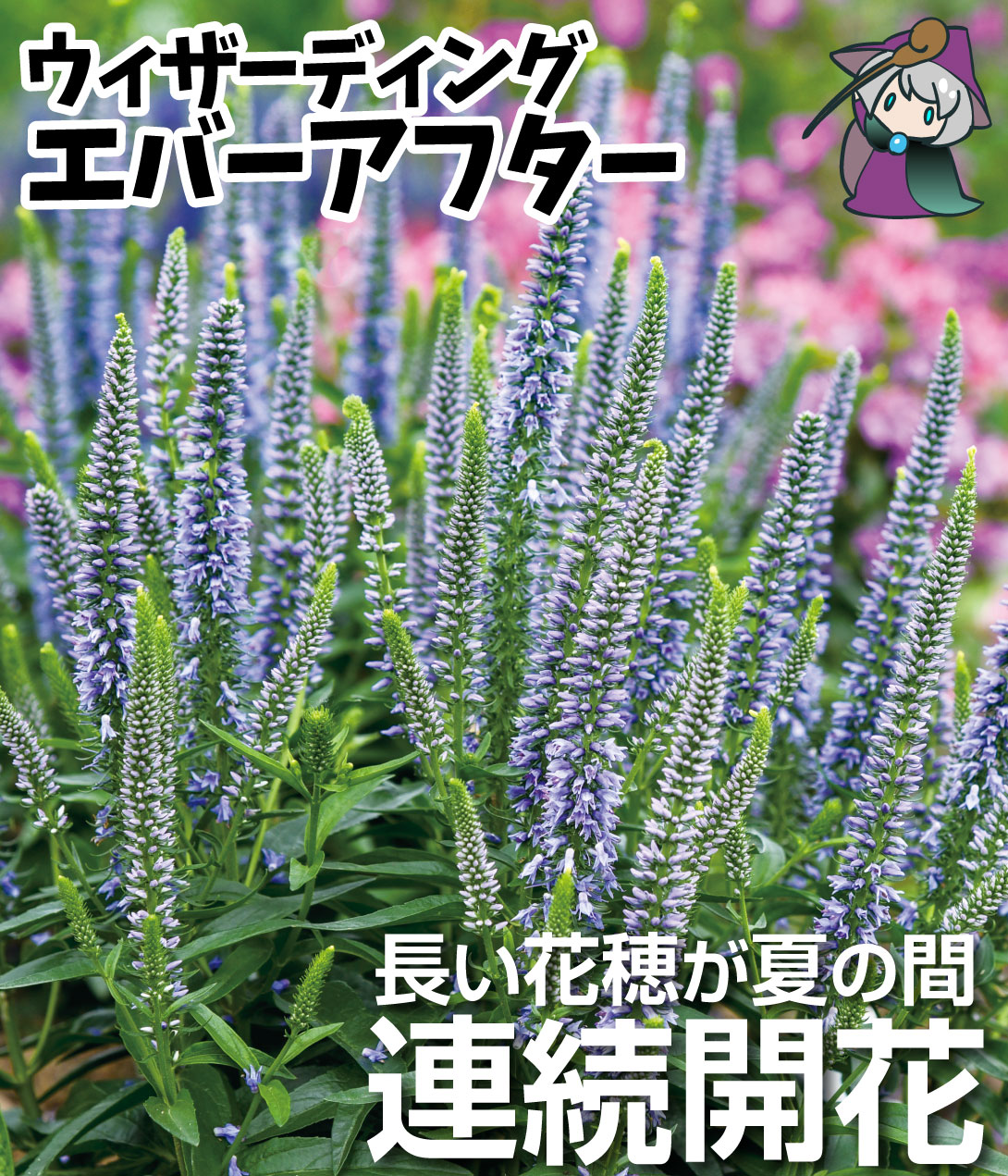 花苗 ベロニカ ウィザーディング エバーアフター