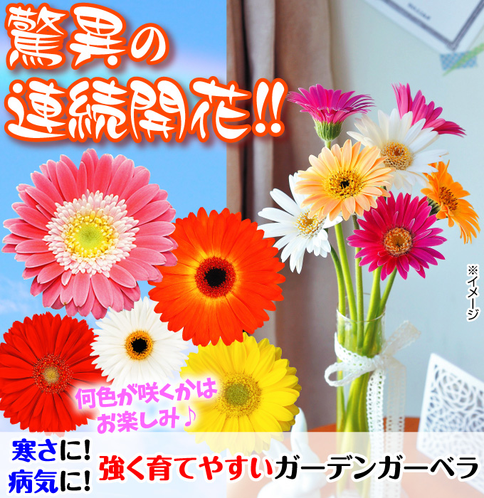 花苗 ガーデンガーベラセット