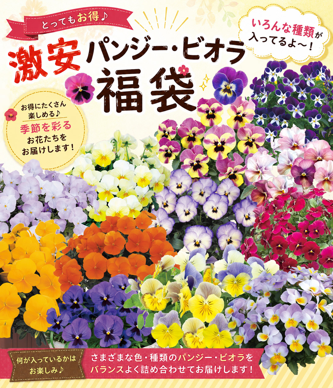 激安パンジー・ビオラ福袋