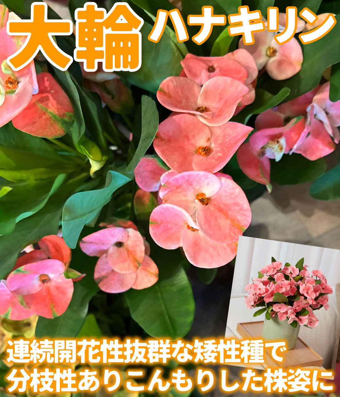 花苗 ハナキリン ティアラ シャルロッテ