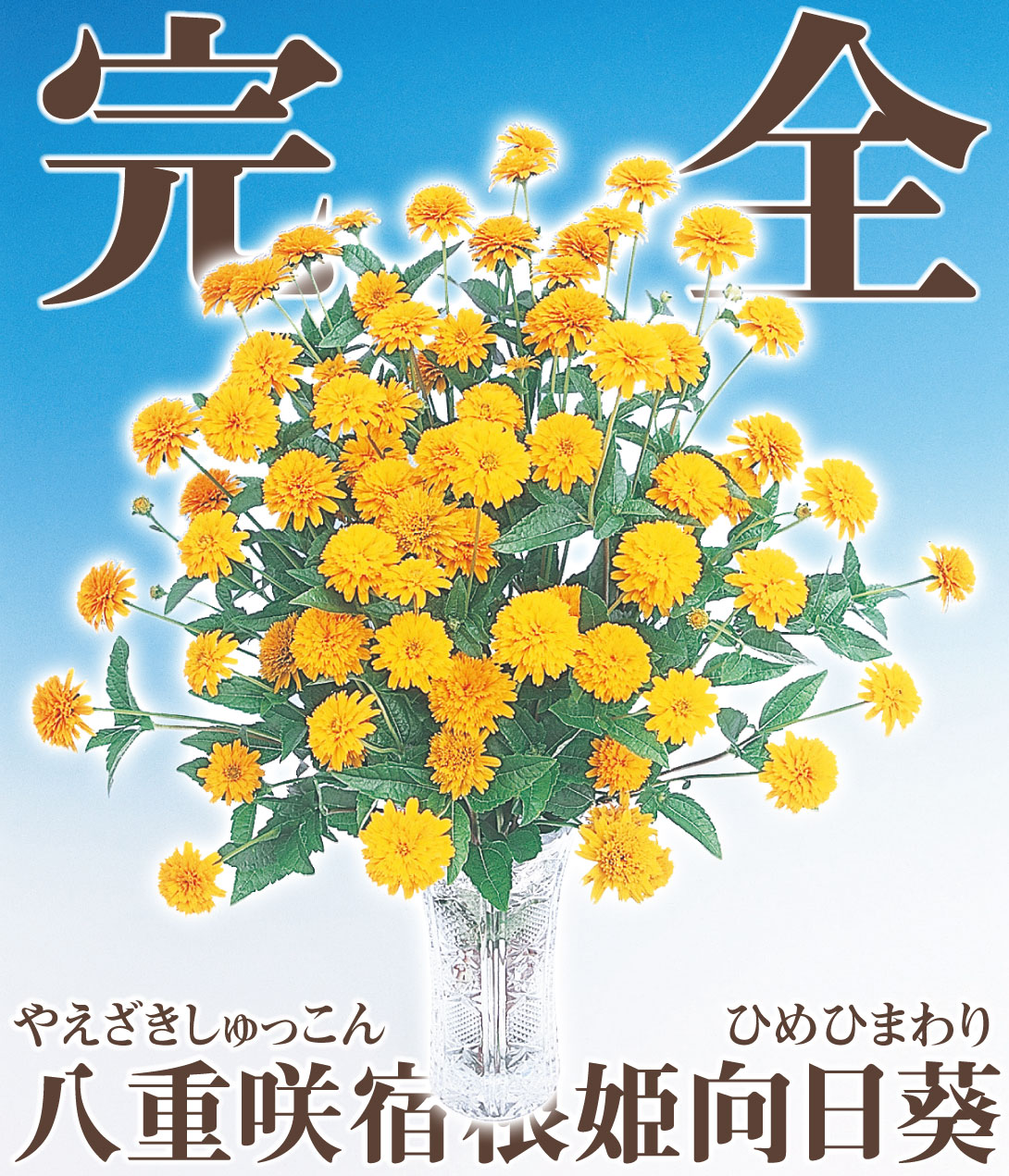 姫ひまわり 旭