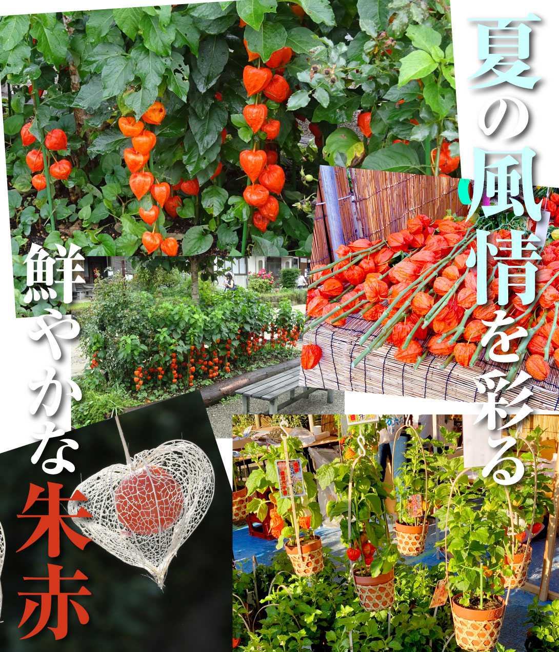 切花向き大実ほおずき