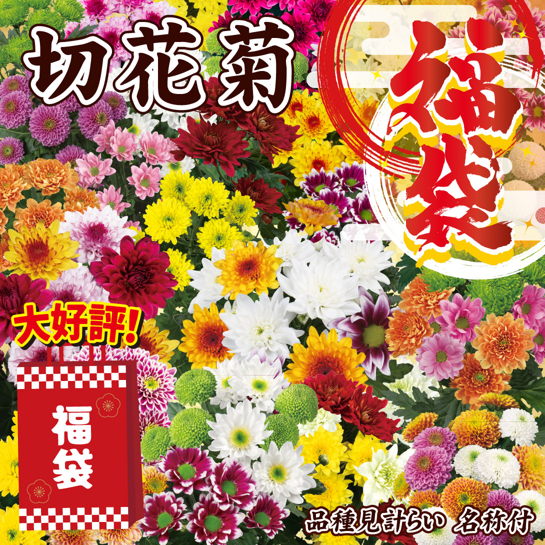 菊苗 小菊 切花菊福袋