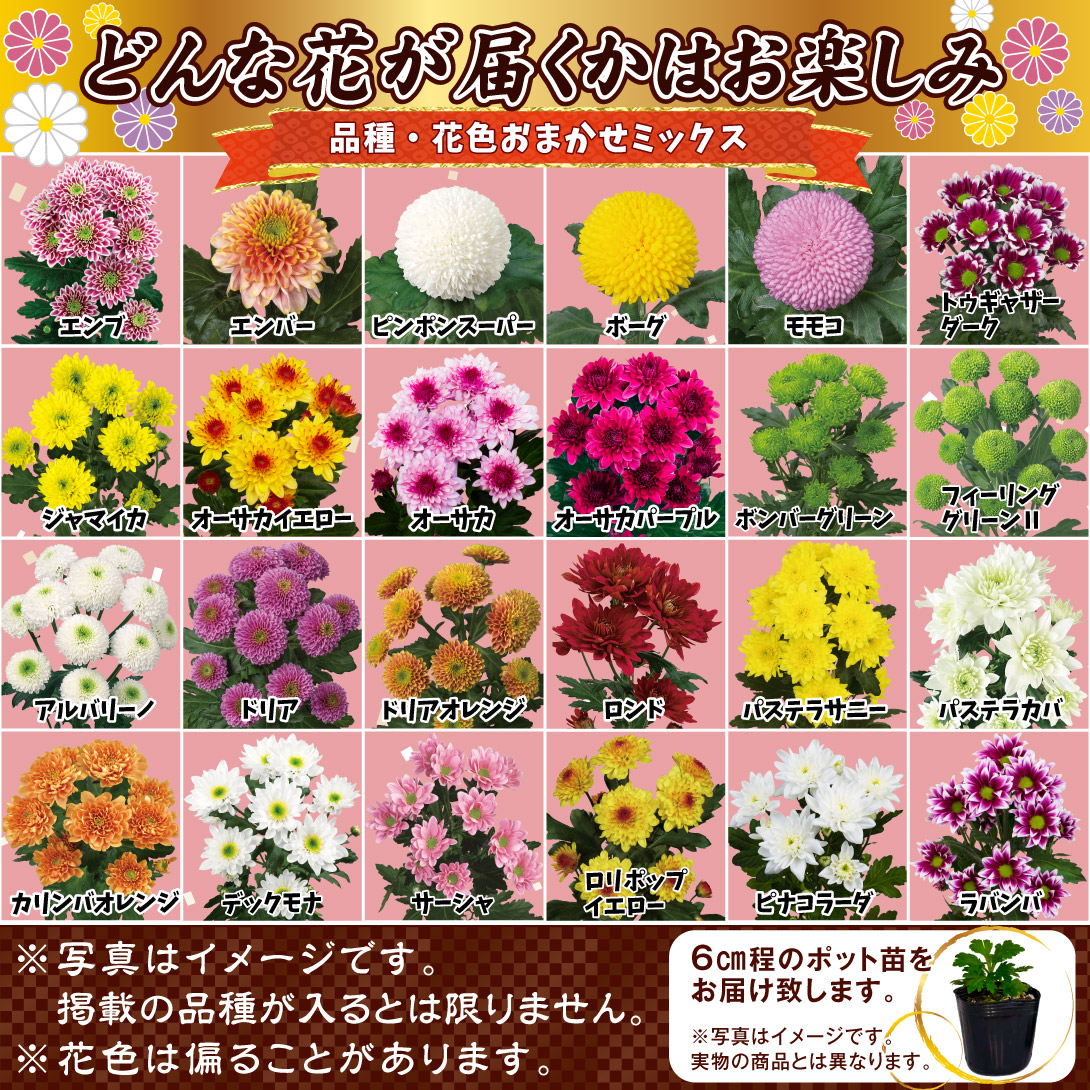 菊苗 小菊 切花菊福袋