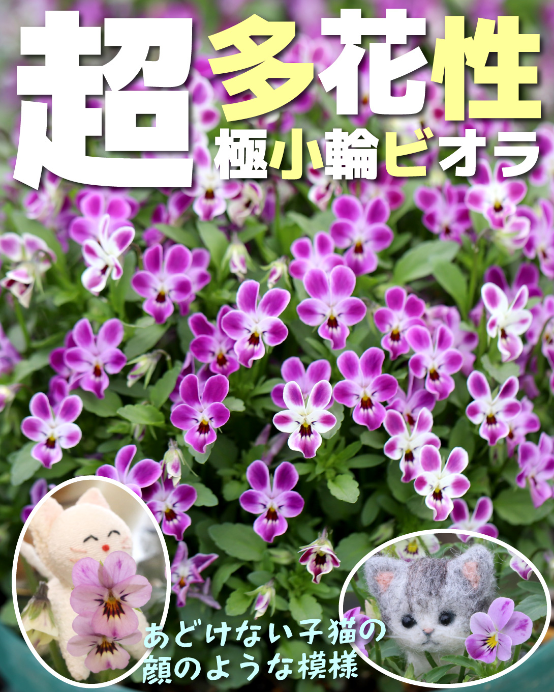 ビオラ 子にゃんこビオラ