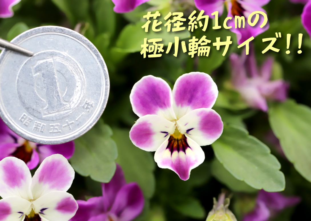 ビオラ 子にゃんこビオラ