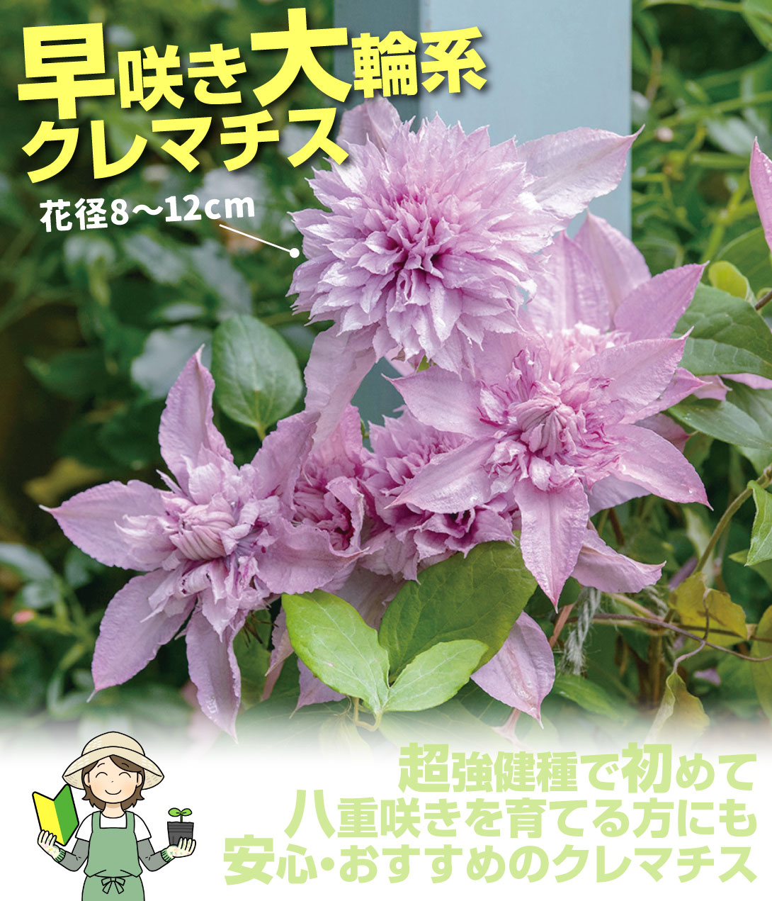 花苗 クレマチス マルチピンク