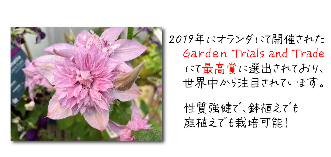花苗 クレマチス マルチピンク
