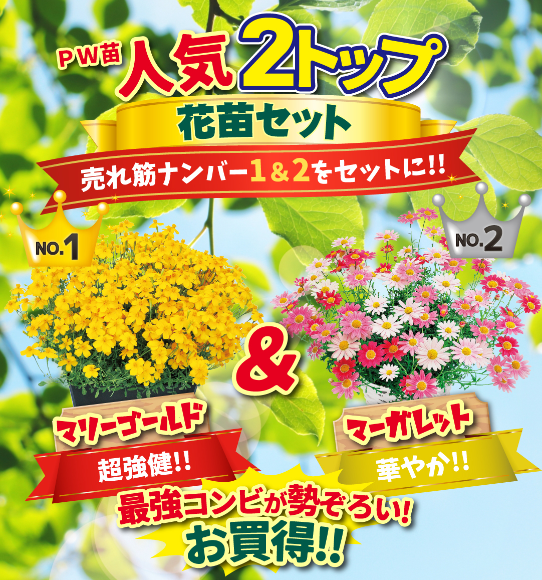 ストロベリーホイップ ゴールドメダル