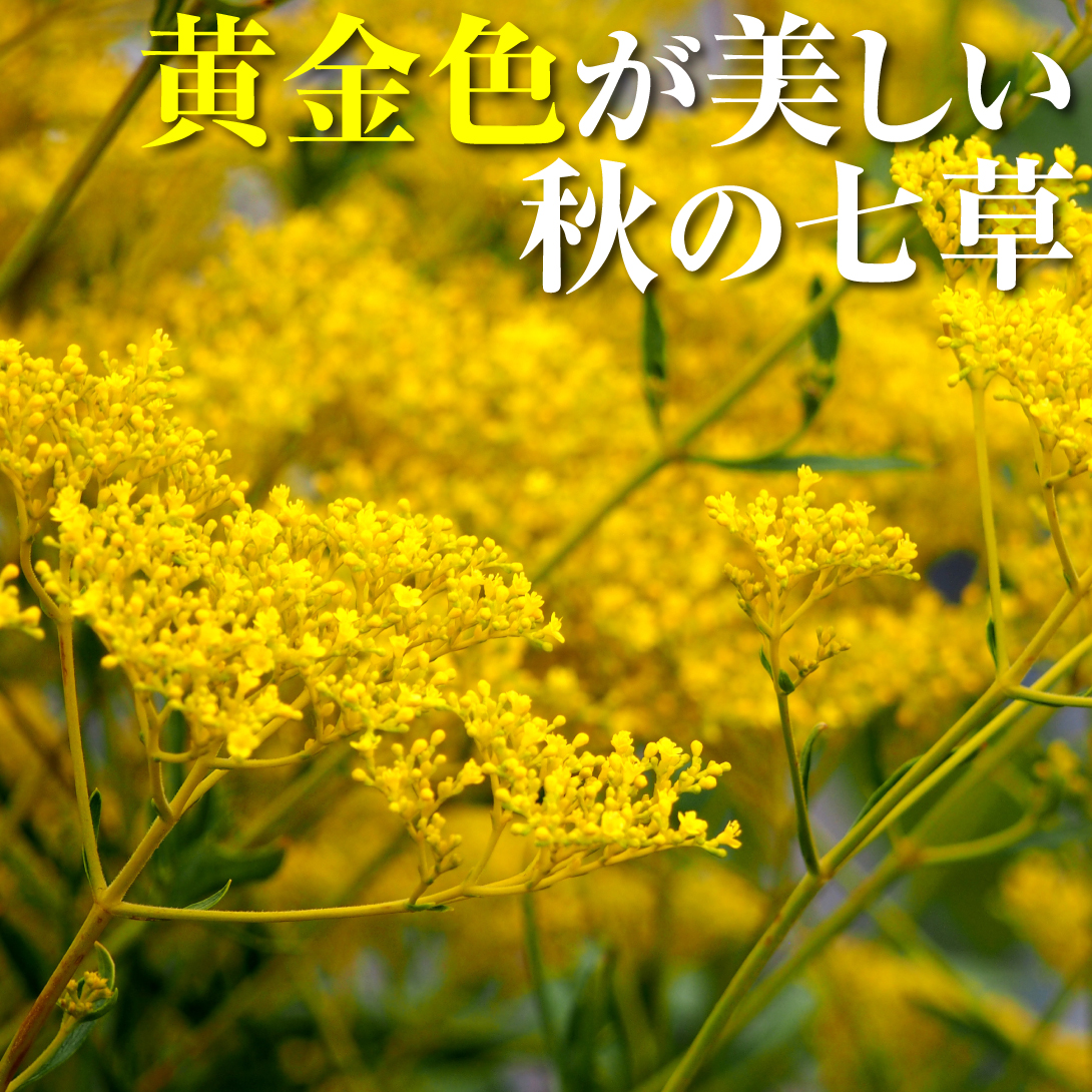 おみなえし