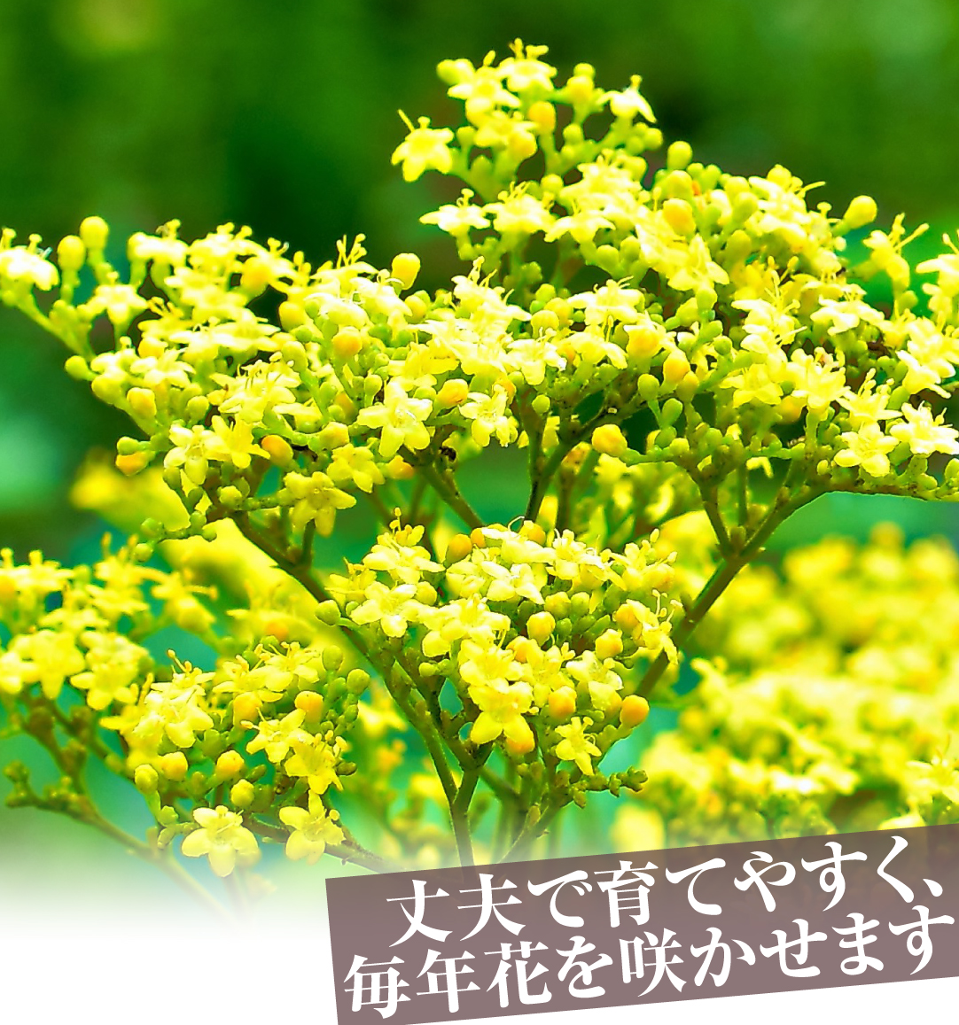 おみなえし
