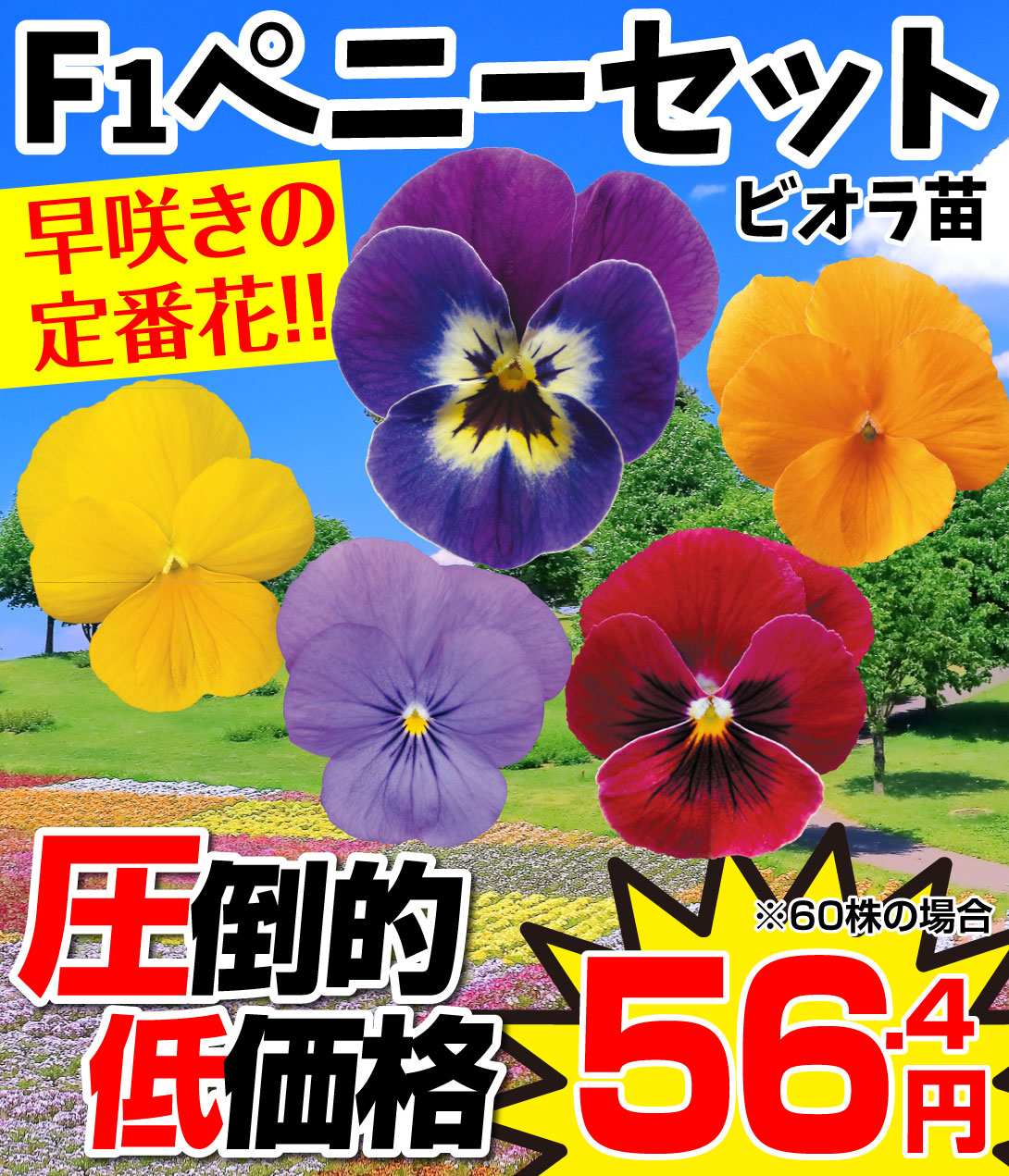 ビオラ F1ペニーセット