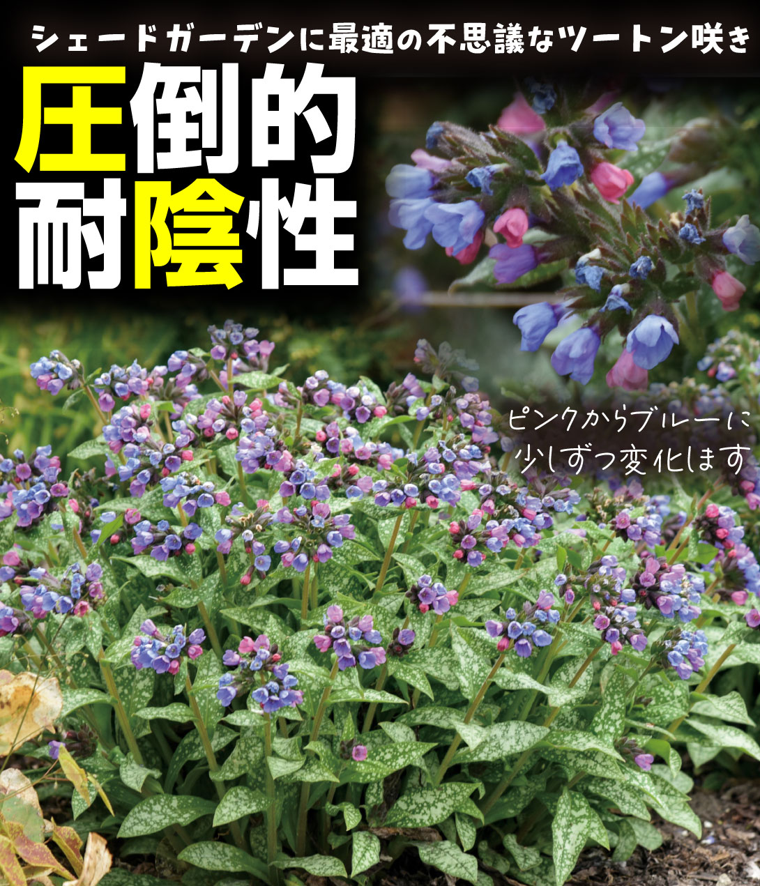 プルモナリア ピンクアブルー