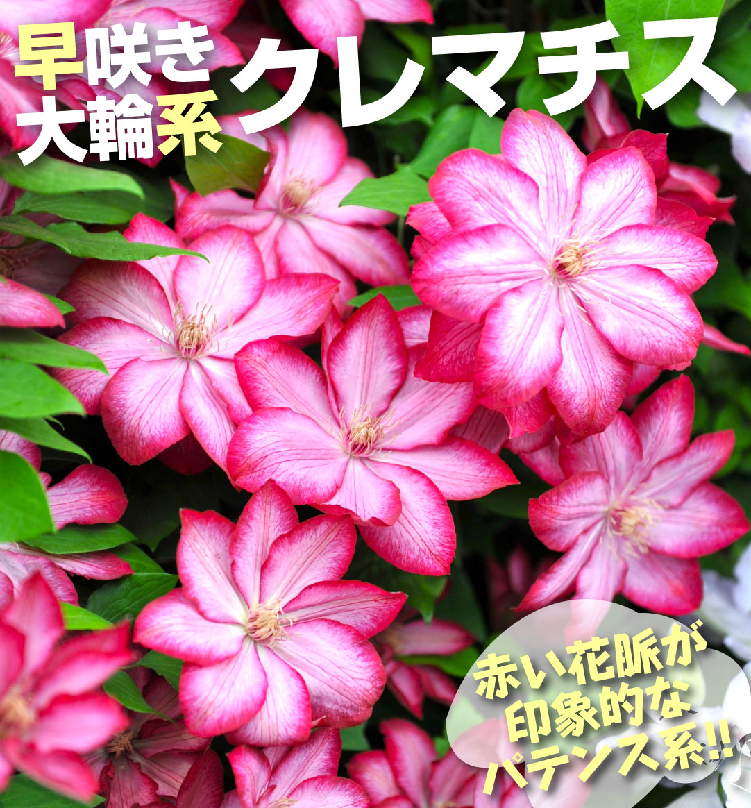 花苗 クレマチス リバティ