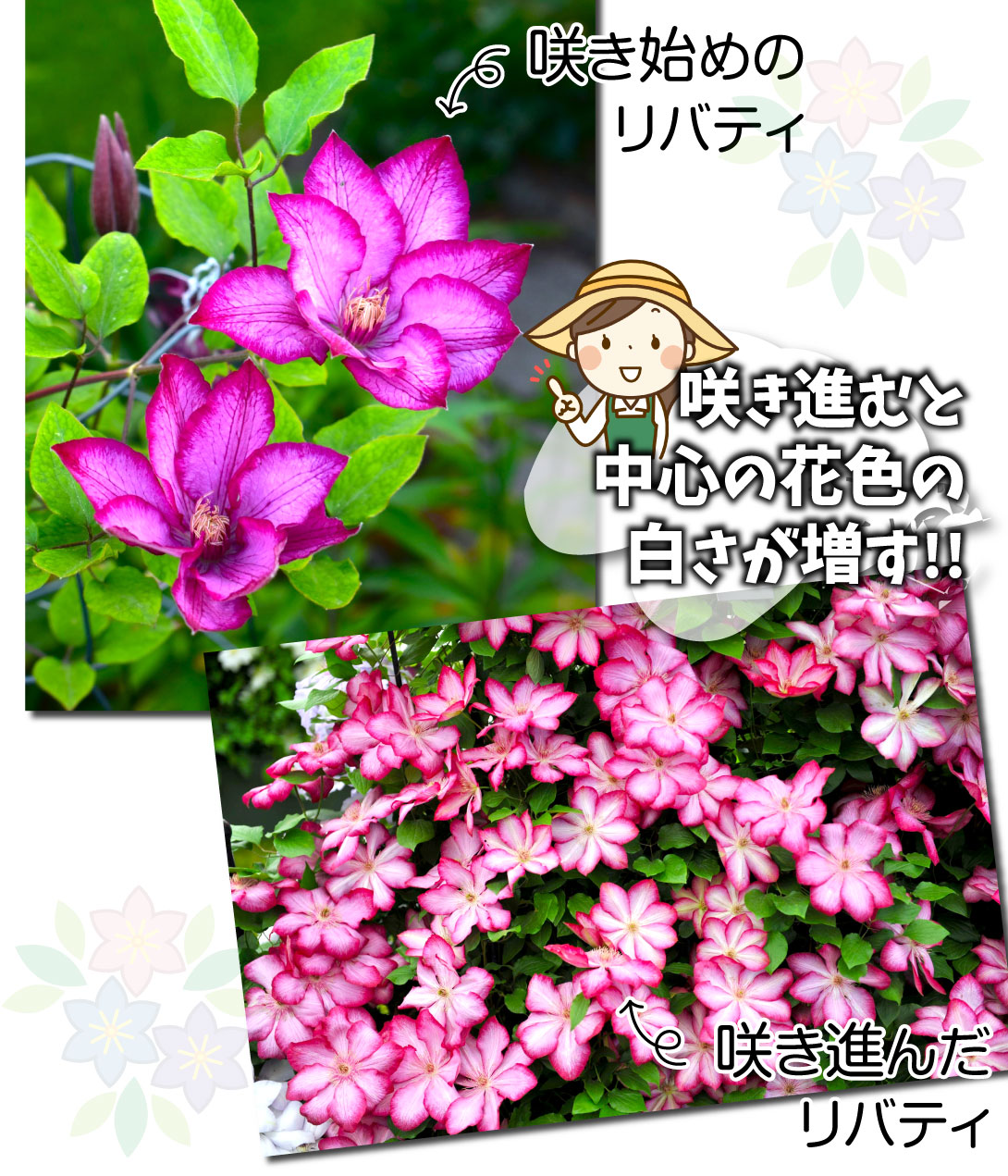 花苗 クレマチス リバティ