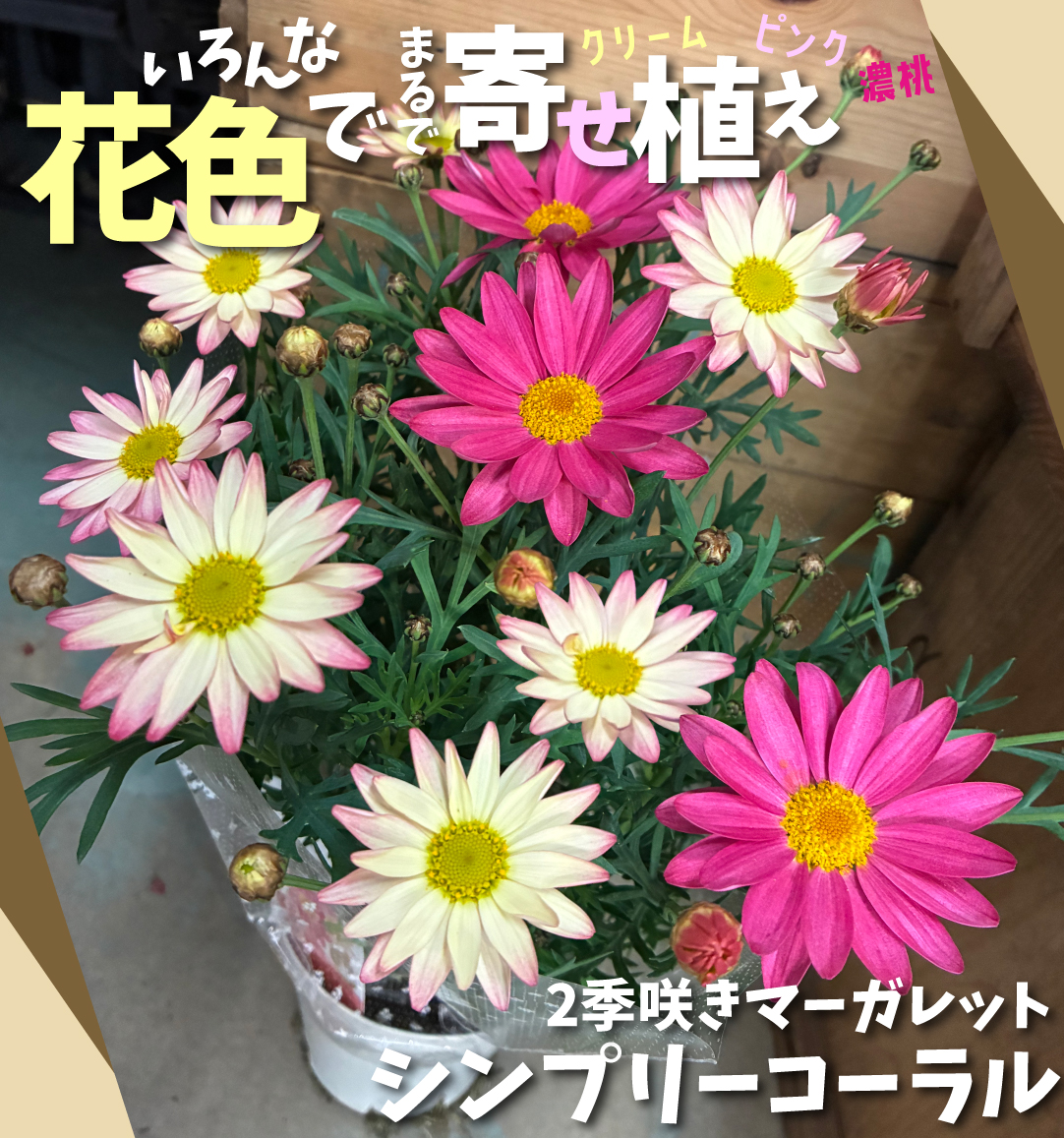 マーガレット　シンプリーコーラル