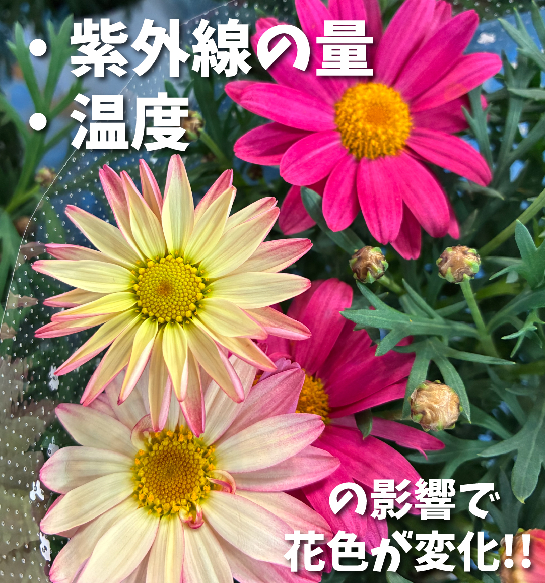 マーガレット　シンプリーコーラル