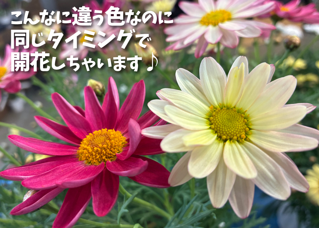 マーガレット　シンプリーコーラル