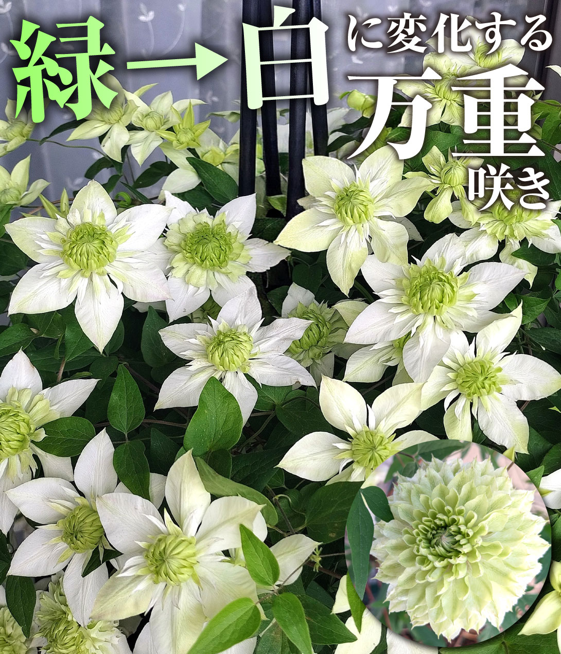 クレマチス 白万重