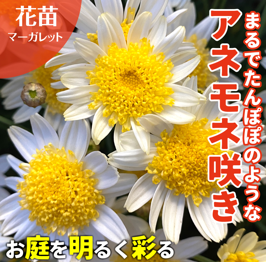 花苗 マーガレット ソレミオ