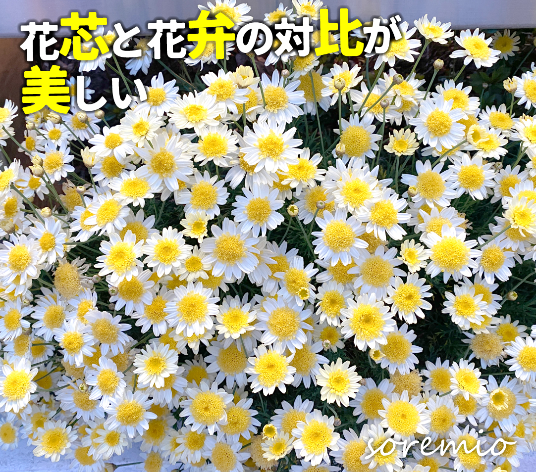 花苗 マーガレット ソレミオ
