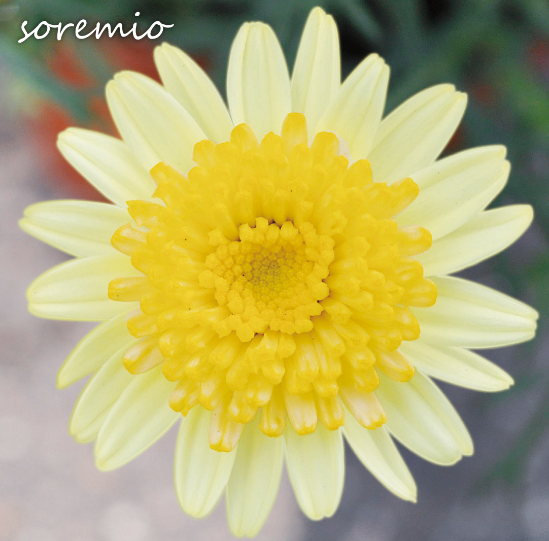 花苗 マーガレット ソレミオ