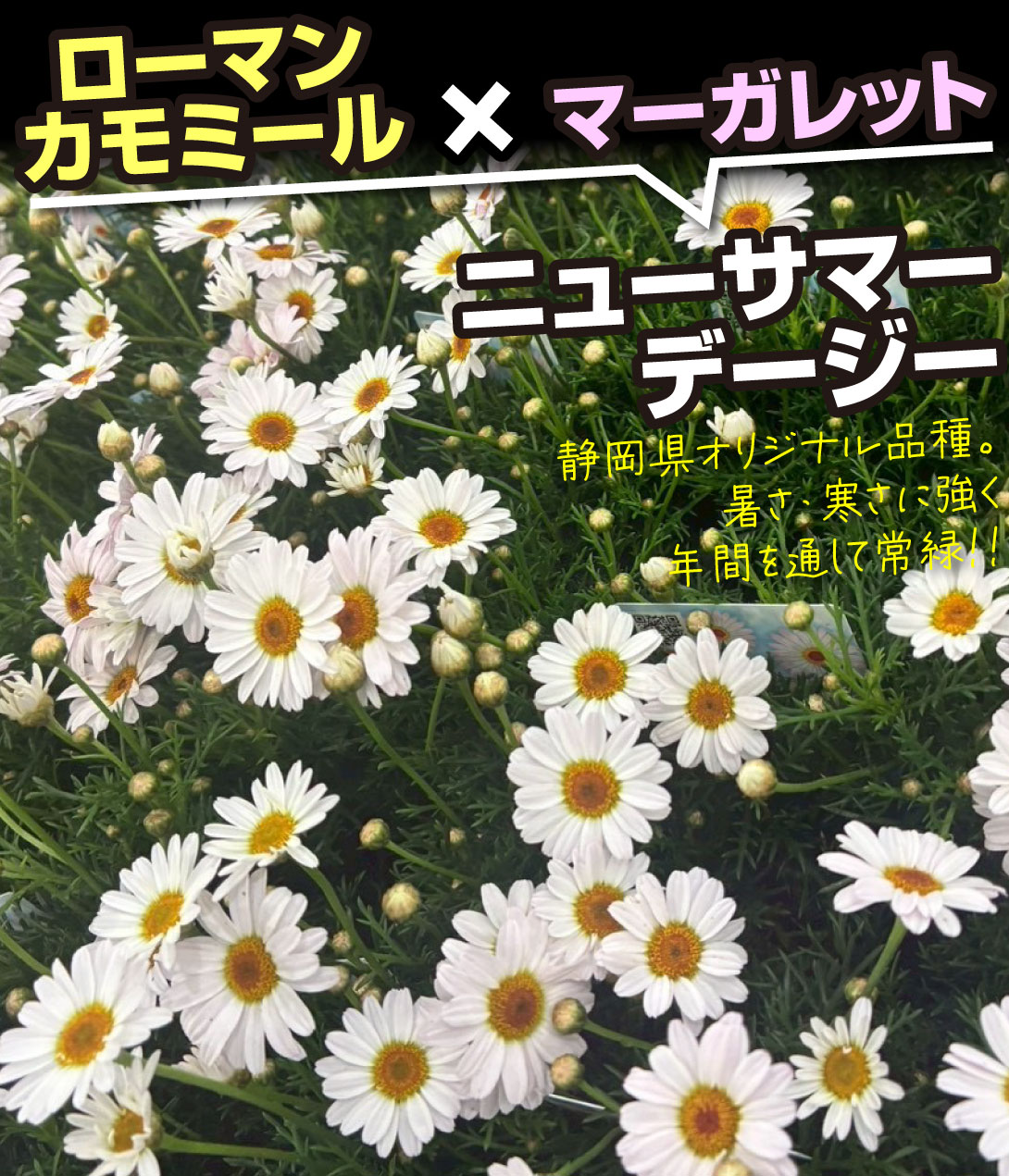 花苗 ニューサマーデージー ステラ