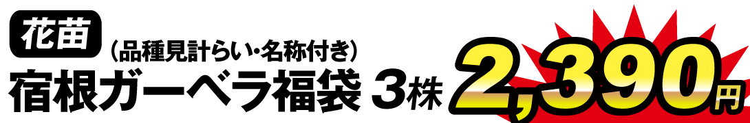 花苗 ガーデンガーベラセット