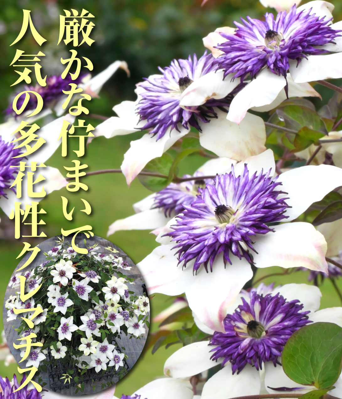 クレマチス テッセン