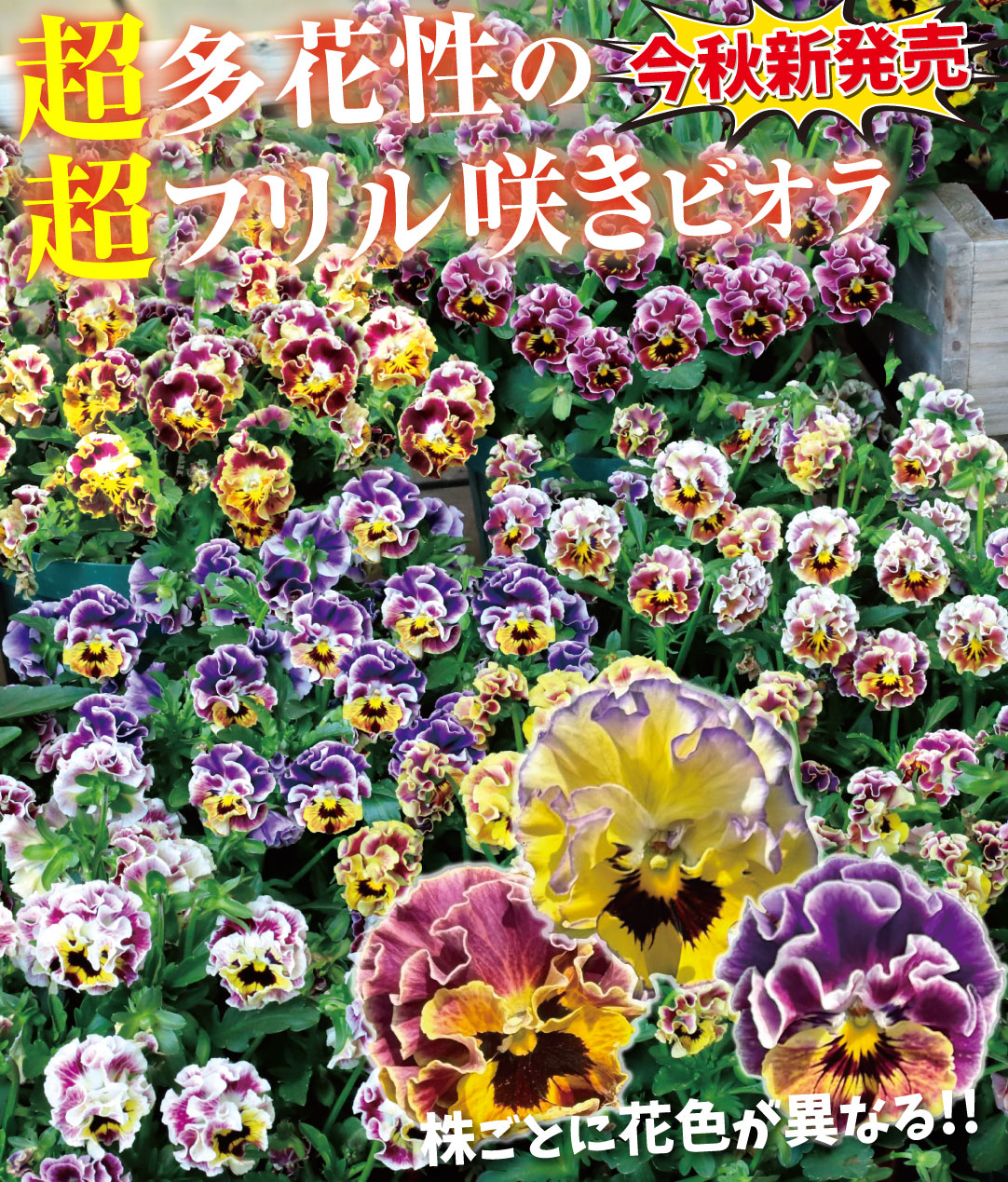花苗 フリル咲きビオラ ヴィオレッタ