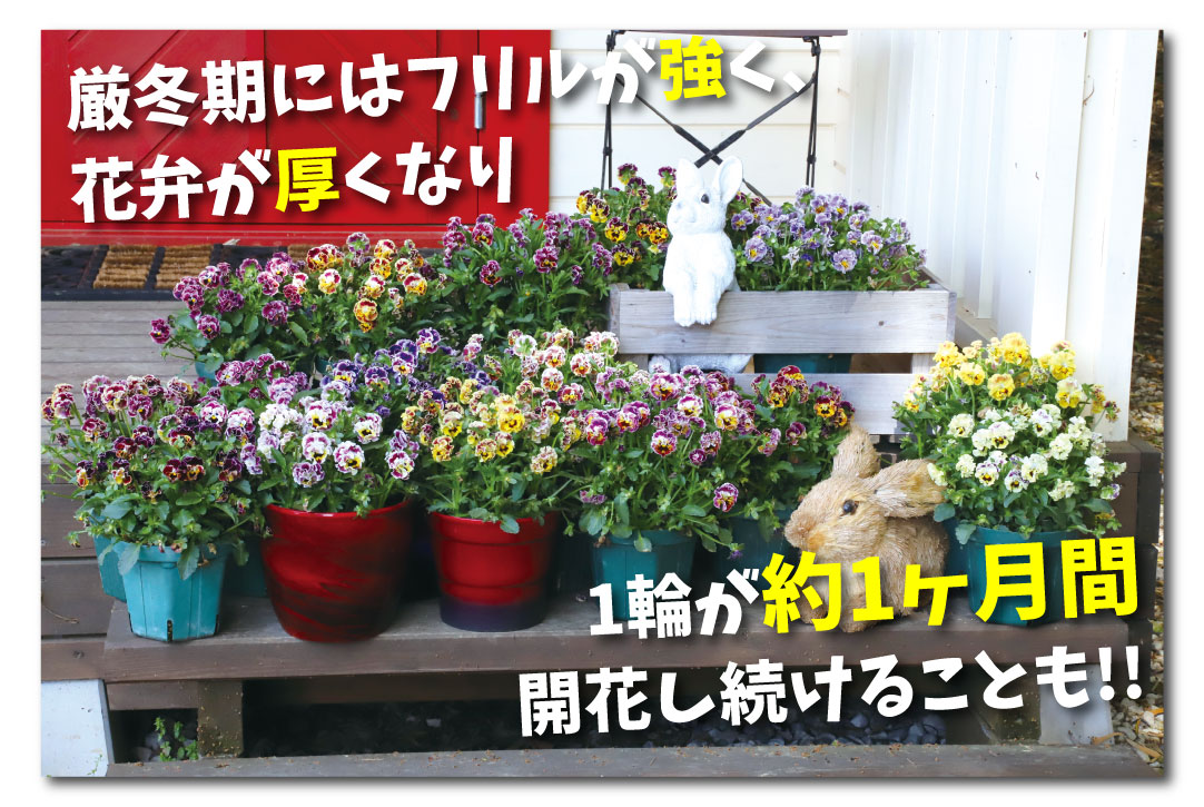 花苗 フリル咲きビオラ ヴィオレッタ