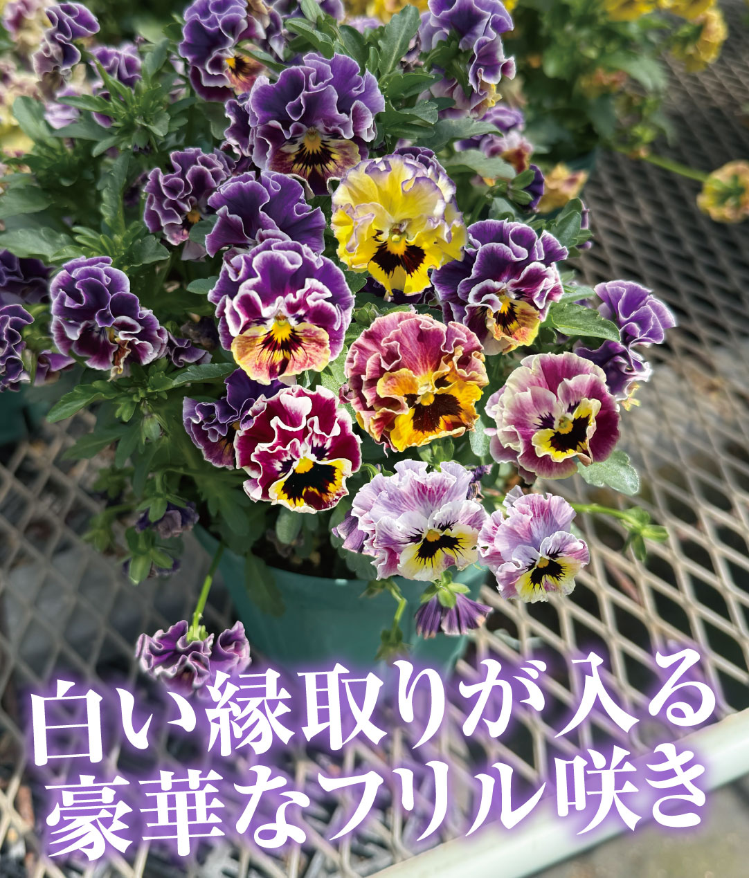 花苗 フリル咲きビオラ ヴィオレッタ