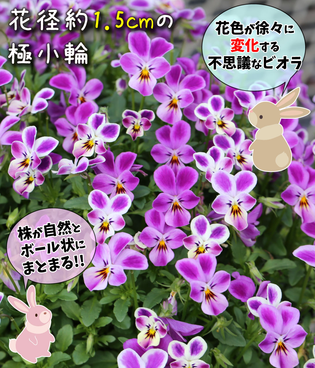 ビオラ ワンダーランドピンクラビット